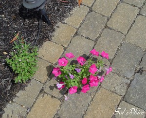 221487060_0d2b9a4e5c