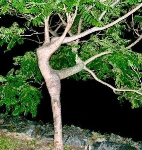 tree dance